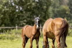 FLY MASK