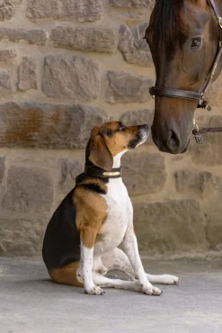 Hunde Set Echtleder