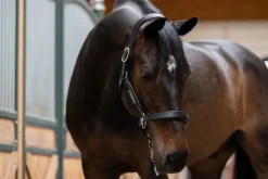 LEATHER STALLION